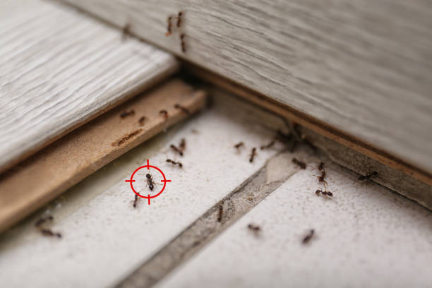 Best Affordable Pest Control Services  in Ohioville, PA